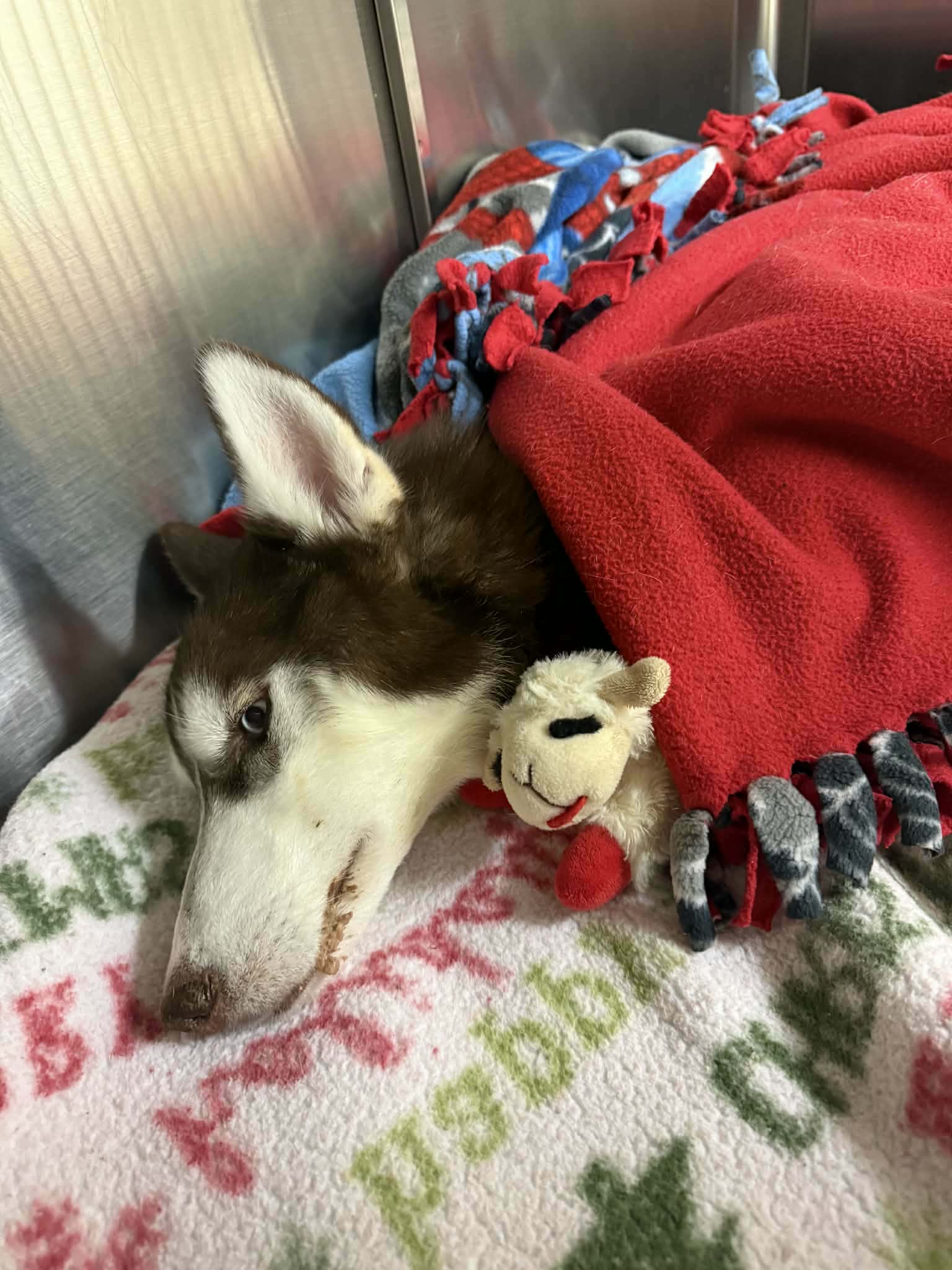 Erie Animal Cruelty Case Inspires Bill